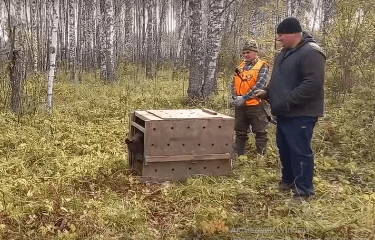Спасенную в Тверской области медведицу Нику выпустили в родные леса Спасенную в Тверской области медведицу Нику выпустили в родные леса