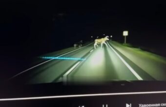 Под Тверью двое лосей чуть не снесли машину с дороги Под Тверью двое лосей чуть не снесли машину с дороги