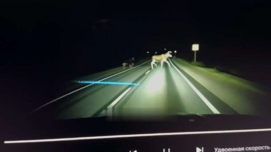 Под Тверью двое лосей чуть не снесли машину с дороги