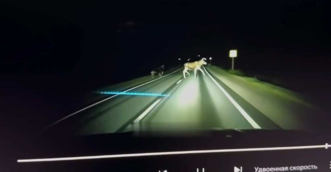 Под Тверью двое лосей чуть не снесли машину с дороги