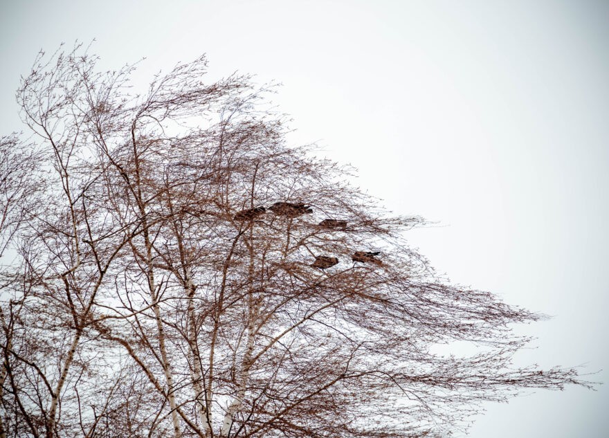 В Тверскую область придет сильный западный ветер