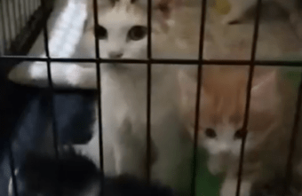 Тверские волонтеры рассказали историю беременной кошки, которую безжалостно выкинули на улицу