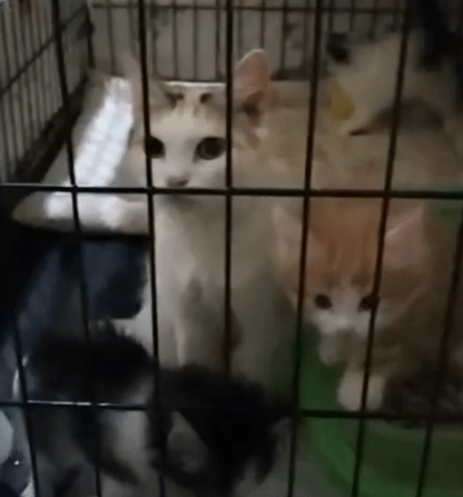 Тверские волонтеры рассказали историю беременной кошки, которую безжалостно выкинули на улицу