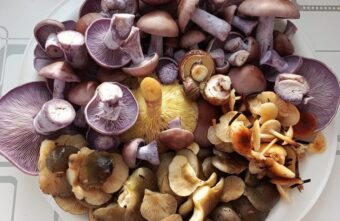 Жители Тверской области похвастались октябрьскими грибами Жители Тверской области похвастались октябрьскими грибами