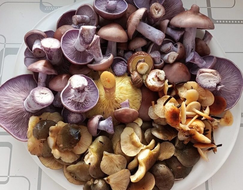 Жители Тверской области похвастались октябрьскими грибами