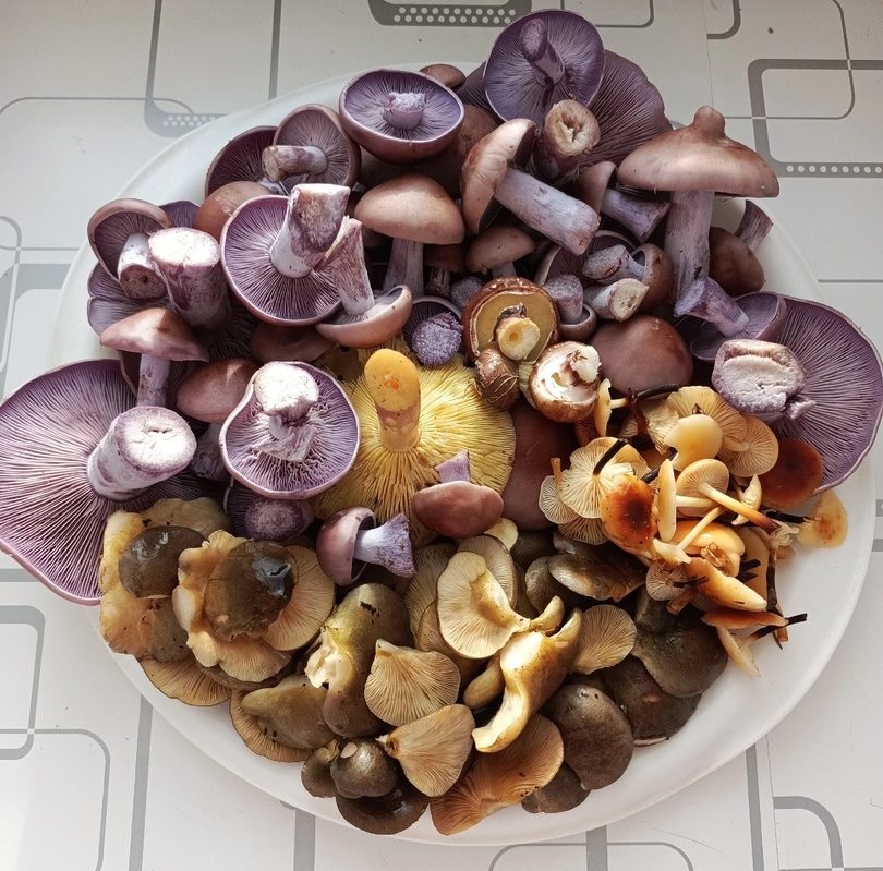 Жители Тверской области похвастались октябрьскими грибами