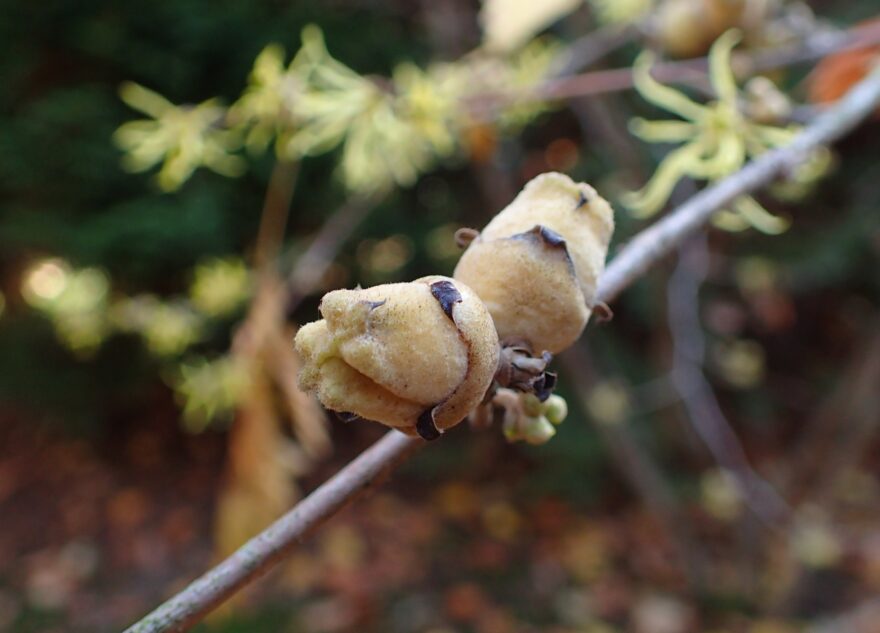 В Твери зацвел мистический ведьмин орех