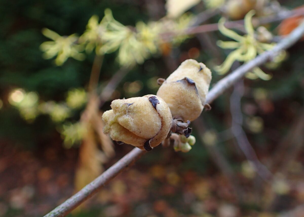 В Твери зацвел мистический ведьмин орех