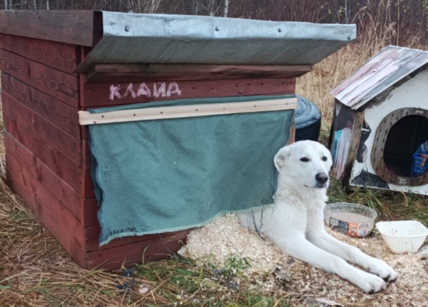 Полгода живший на трассе в Тверской области пес нашел хозяина