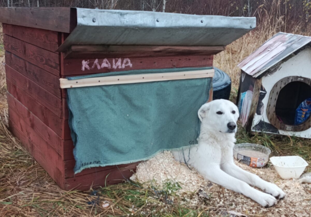 Полгода живший на трассе в Тверской области пес нашел хозяина