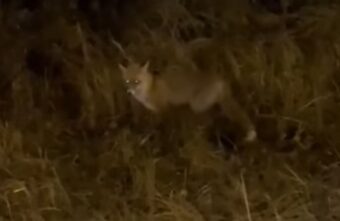 В Тверской области голодная лиса воровала из мусорки на глазах у людей