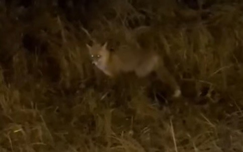 В Тверской области голодная лиса воровала из мусорки на глазах у людей В Тверской области голодная лиса воровала из мусорки на глазах у людей