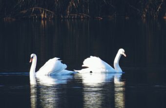 Белые лебеди продолжают восхищать жителей Тверской области красотой и грацией Белые лебеди продолжают восхищать жителей Тверской области красотой и грацией
