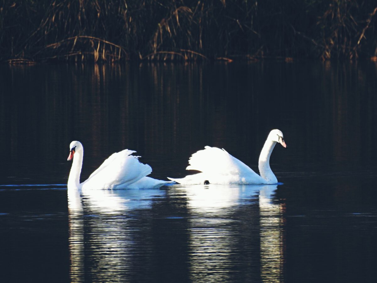 Белые лебеди продолжают восхищать жителей Тверской области красотой и грацией