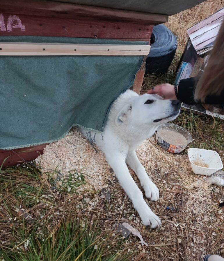Полгода живший на трассе в Тверской области пес нашел хозяина
