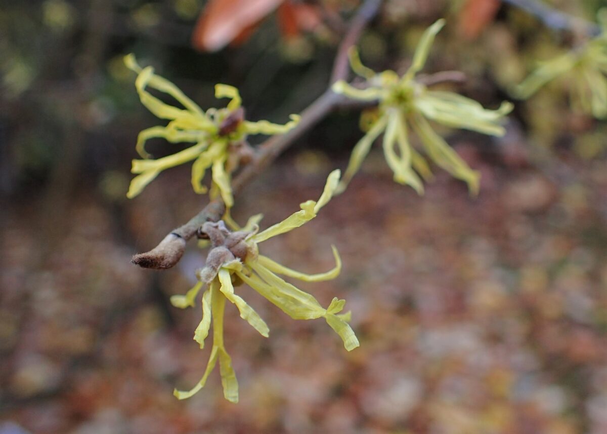 В Твери зацвел мистический ведьмин орех