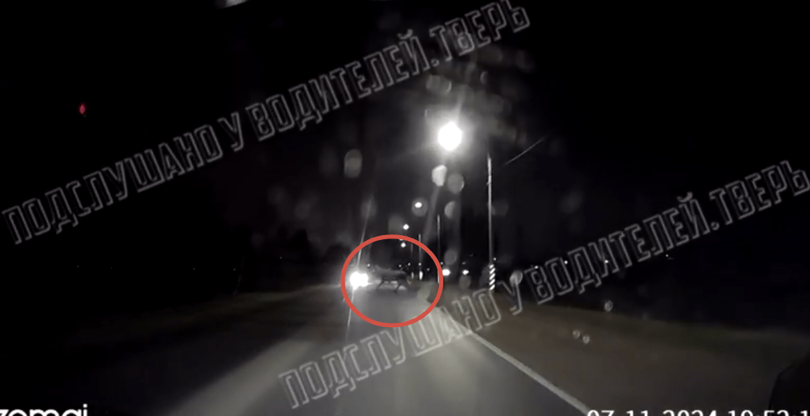 Крупное животное выскочило перед машиной на трассе в Тверской области Крупное животное выскочило перед машиной на трассе в Тверской области