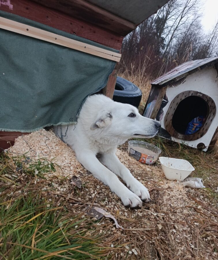 Полгода живший на трассе в Тверской области пес нашел хозяина