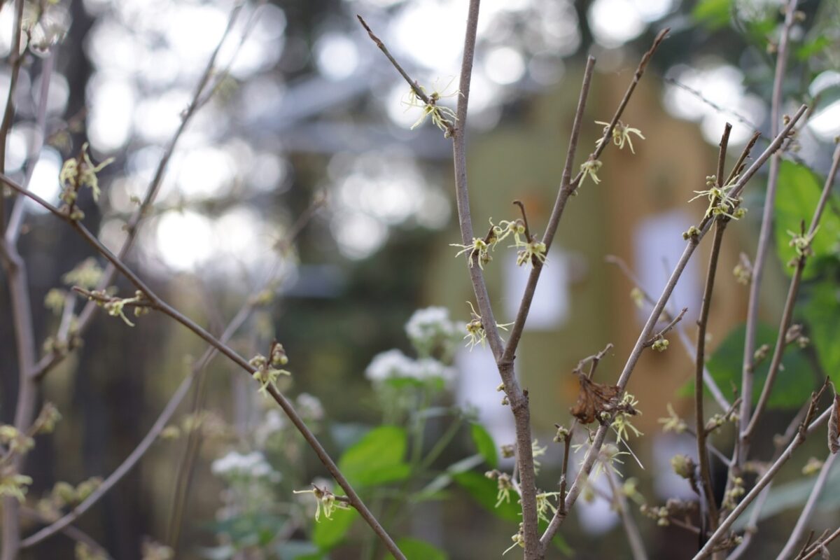 В Твери зацвел мистический ведьмин орех