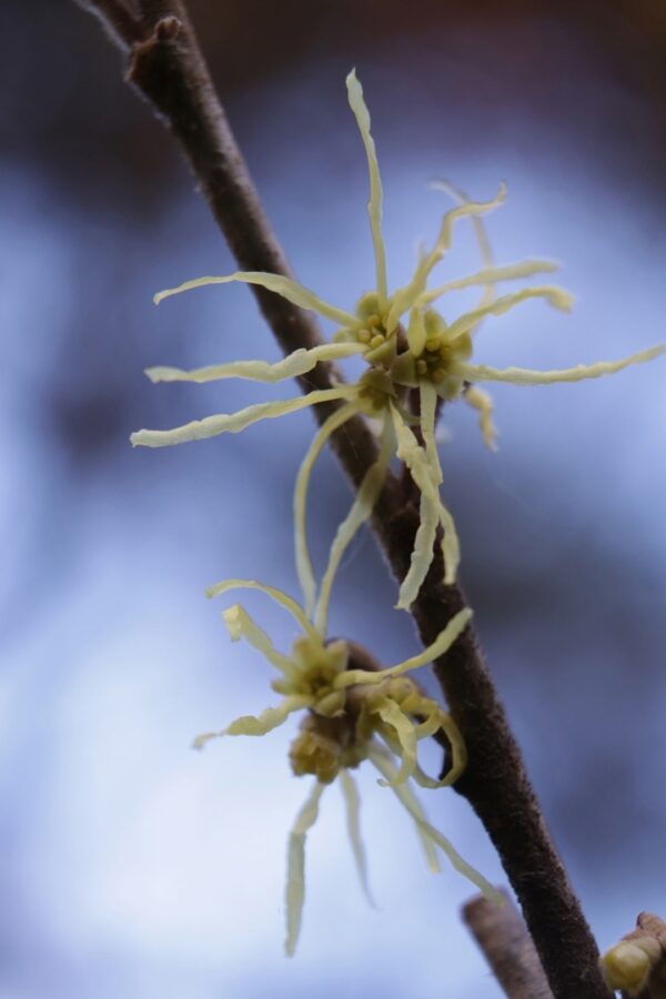 В Твери зацвел мистический ведьмин орех