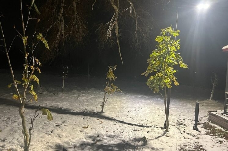 В Оленино Тверской области сфотографировали абсолютно зеленый каштан посреди снега