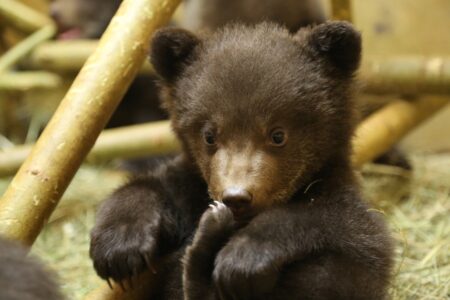 Медвежатам-сиротам из Тверской области посвятили браслеты из натуральных камней Медвежатам-сиротам из Тверской области посвятили браслеты из натуральных камней