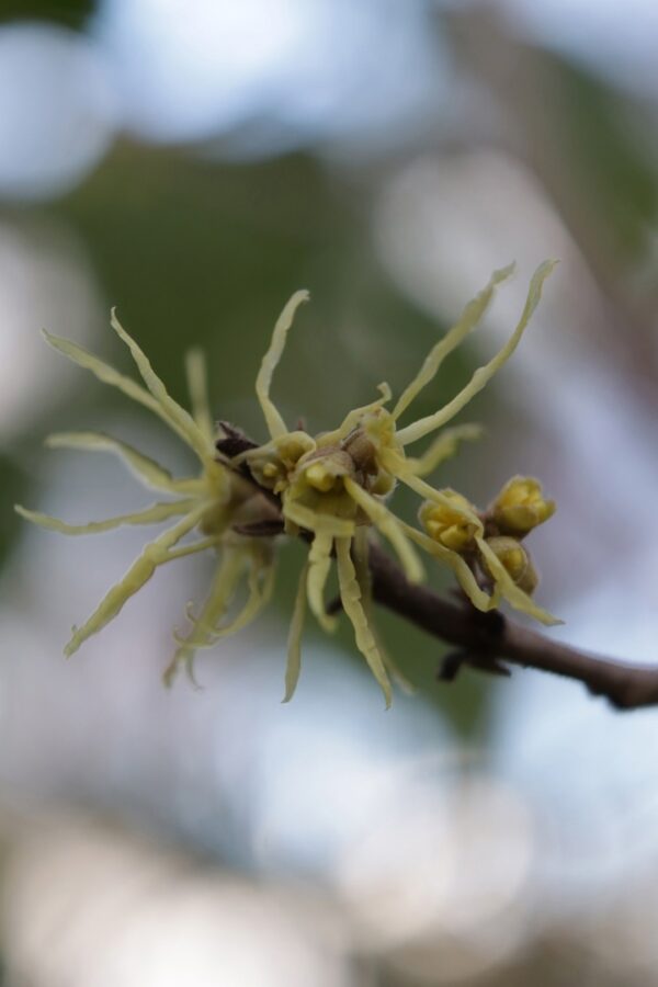 В Твери зацвел мистический ведьмин орех