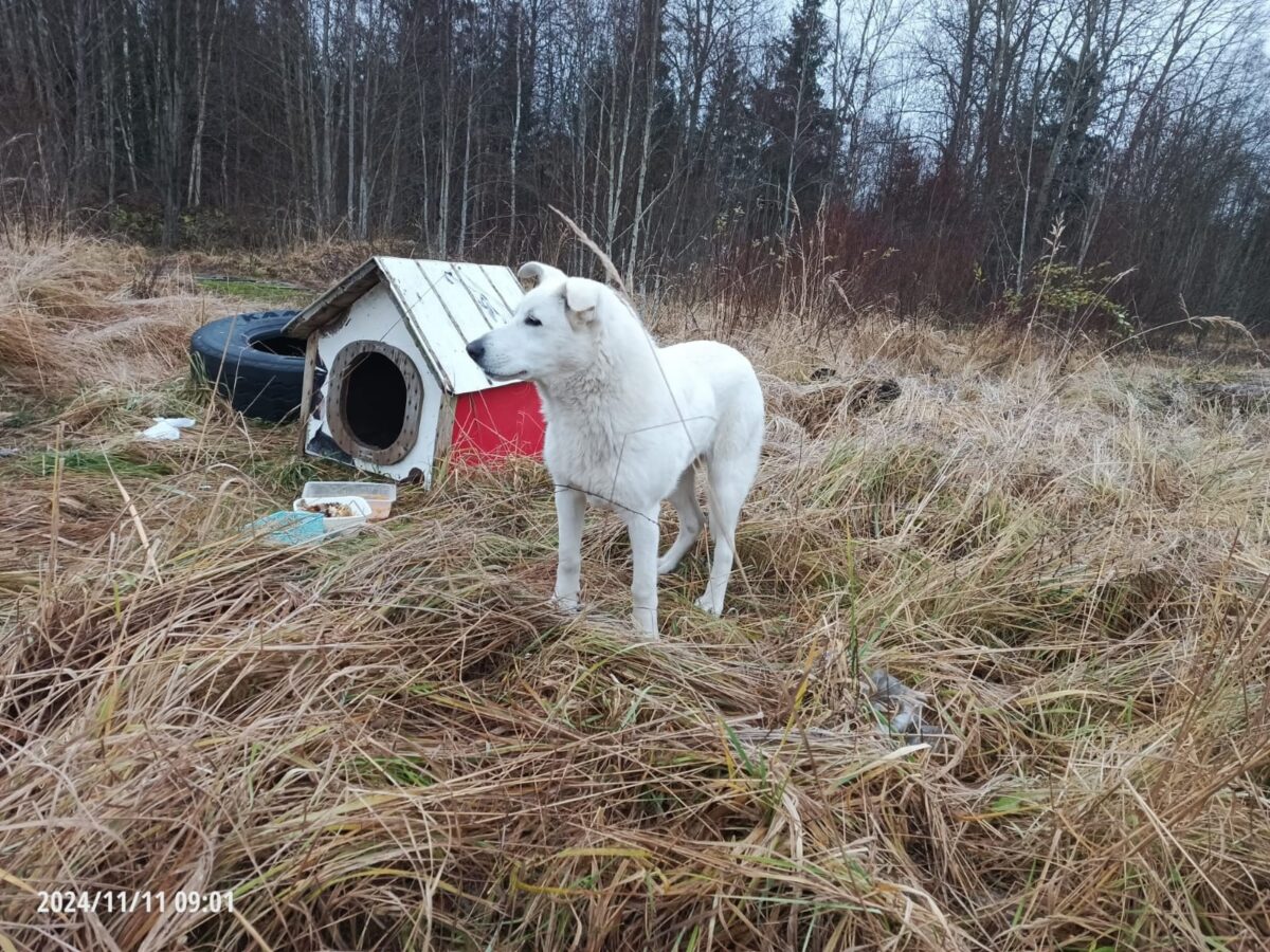 Полгода живший на трассе в Тверской области пес нашел хозяина