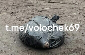 Знаменитую черную свинью из Тверской области нашли мертвой в мешке Знаменитую черную свинью из Тверской области нашли мертвой в мешке