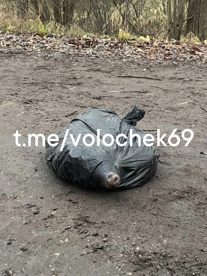 Знаменитую черную свинью из Тверской области нашли мертвой в мешке