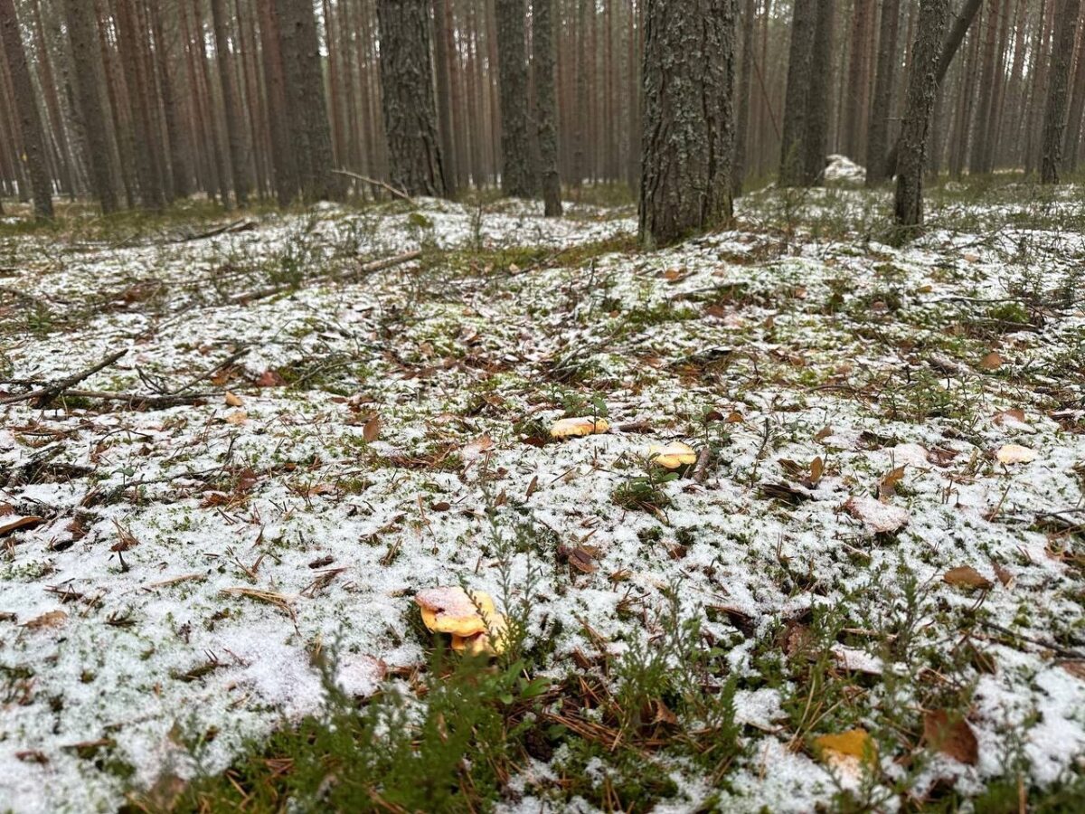 Жители Тверской области даже под снегом находят грибы