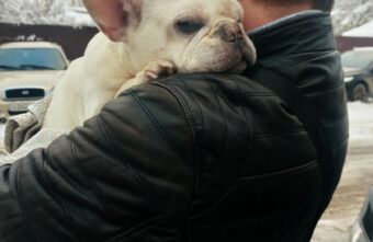 Тверские волонтеры нашли хозяев попавшего под машину бульдога Тверские волонтеры нашли хозяев попавшего под машину бульдога