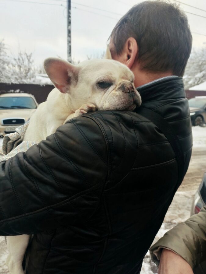 Тверские волонтеры нашли хозяев попавшего под машину бульдога