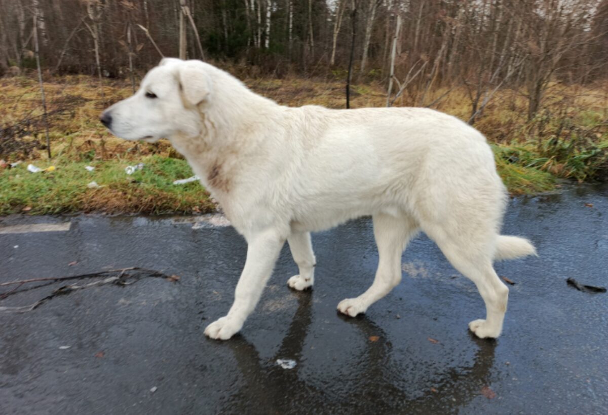 Полгода живший на трассе в Тверской области пес нашел хозяина