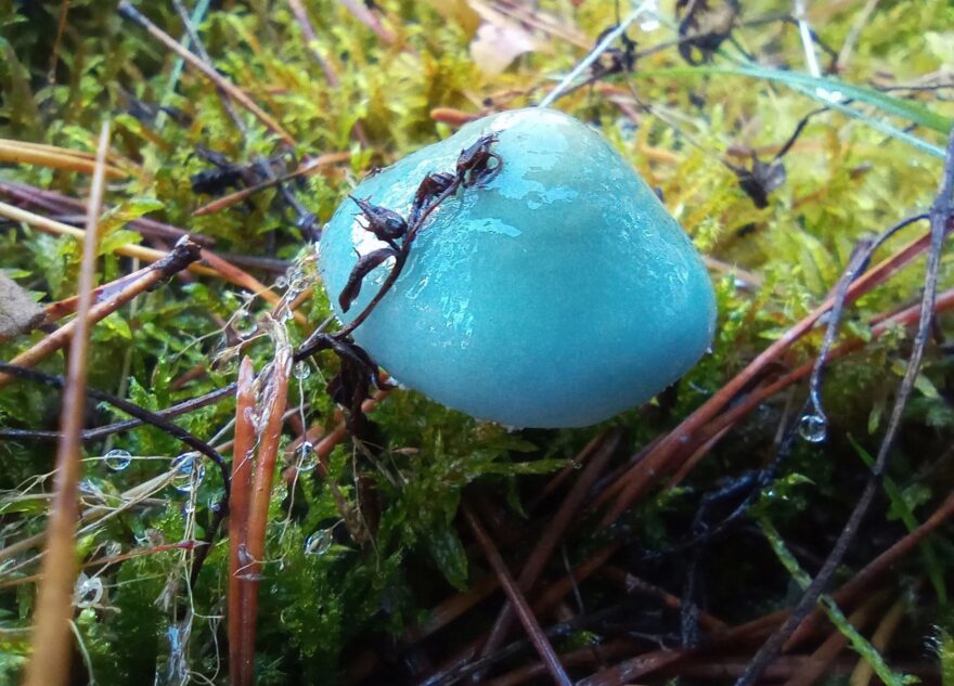 В Тверской области обнаружили подозрительные голубые грибы