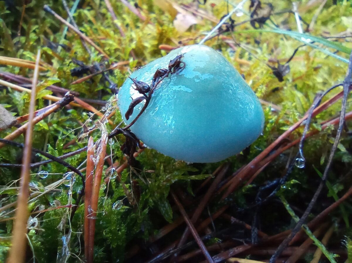 В Тверской области обнаружили подозрительные голубые грибы