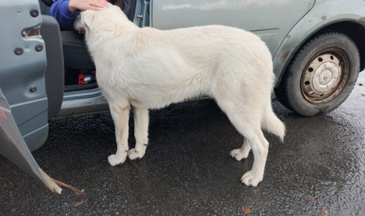Полгода живший на трассе в Тверской области пес нашел хозяина