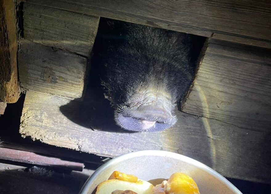 Знаменитую черную свинью из Тверской области поймали