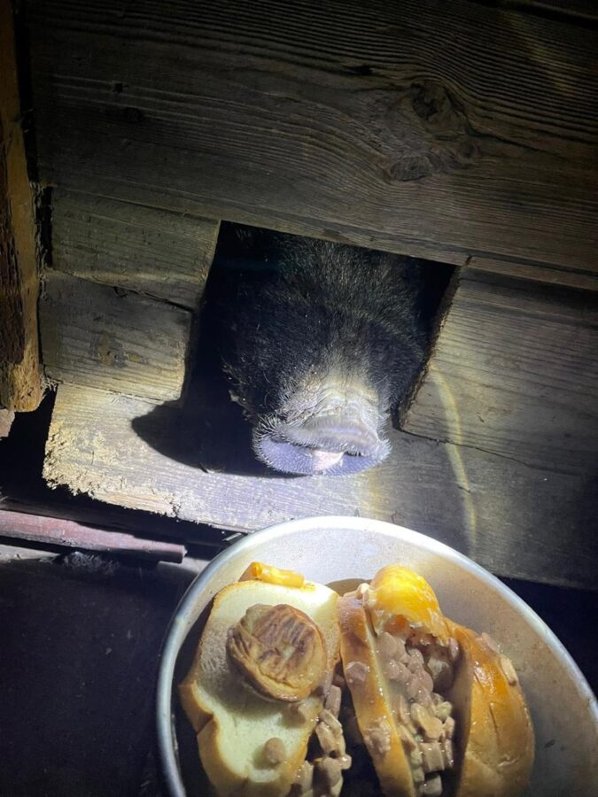 Знаменитую черную свинью из Тверской области поймали