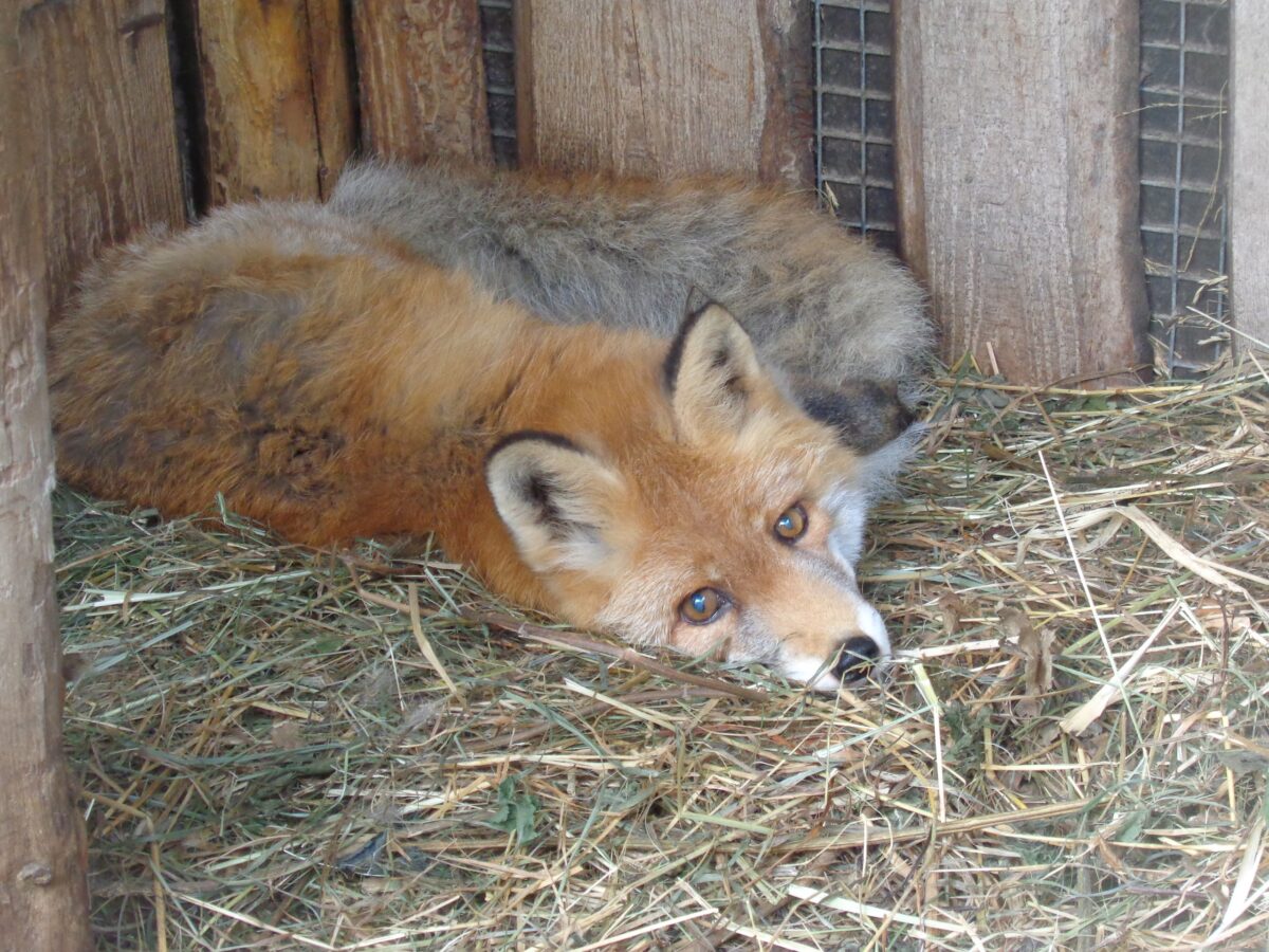 В Тверской области умер лис-долгожитель