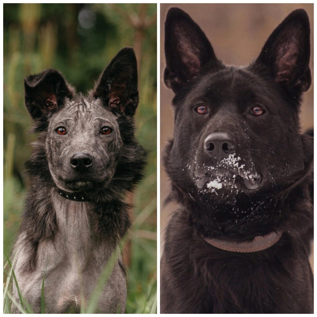 В Тверской области выкинули больного щенка, которому нужна была одна таблетка