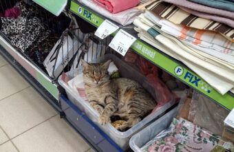 В Тверской области кошка живет на полках в супермаркете
