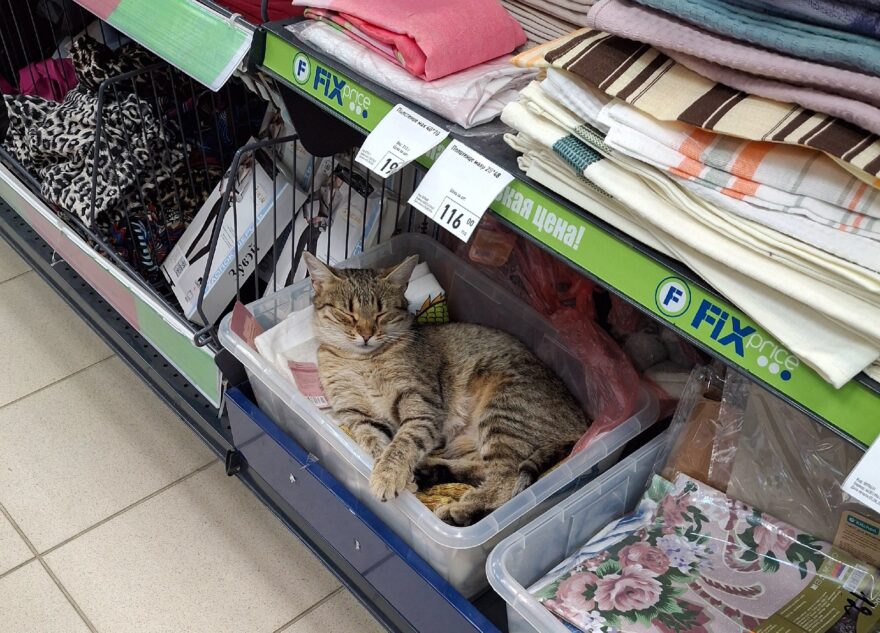 В Тверской области кошка живет на полках в супермаркете