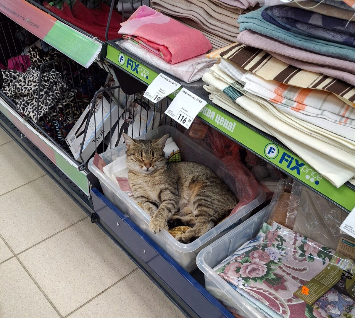 В Тверской области кошка живет на полках в супермаркете