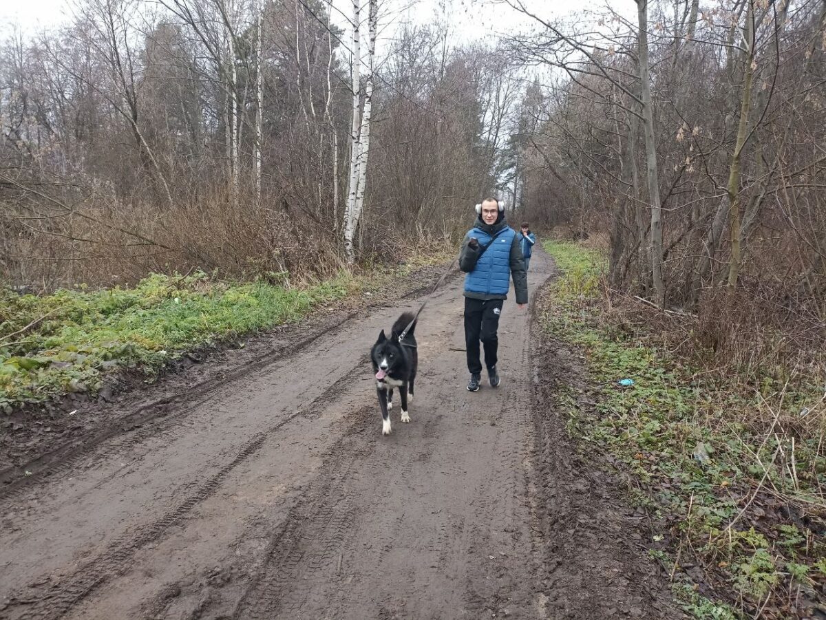 «Единая Россия» помогает ухаживать за бездомными животными