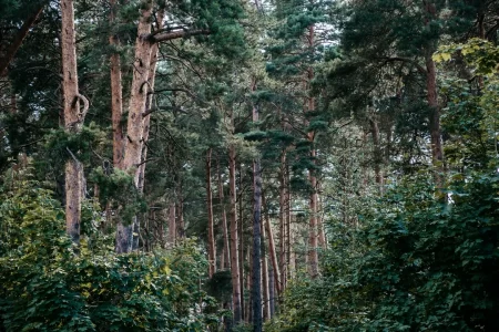 Жители Тверской области были пойманы за незаконную вырубку леса