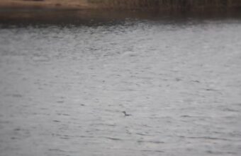 В Тверской области обнаружили чернозобую гагару – редкий вид из Красной книги России