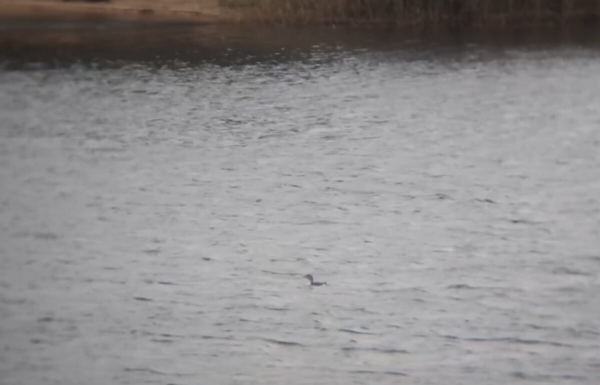 В Тверской области обнаружили чернозобую гагару – редкий вид из Красной книги России