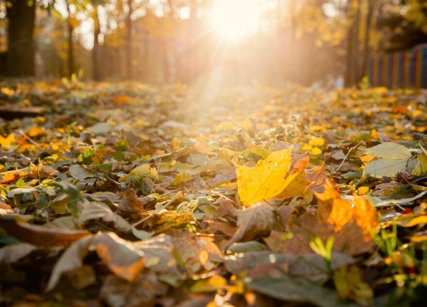 В Тверскую область вернется теплая осень
