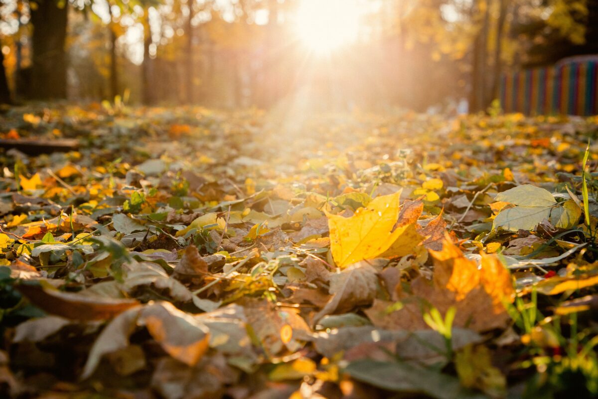 В Тверскую область вернется теплая осень